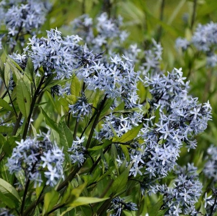 Амсония иволистная. Amsonia tabernaemontana var. Salicifolia.