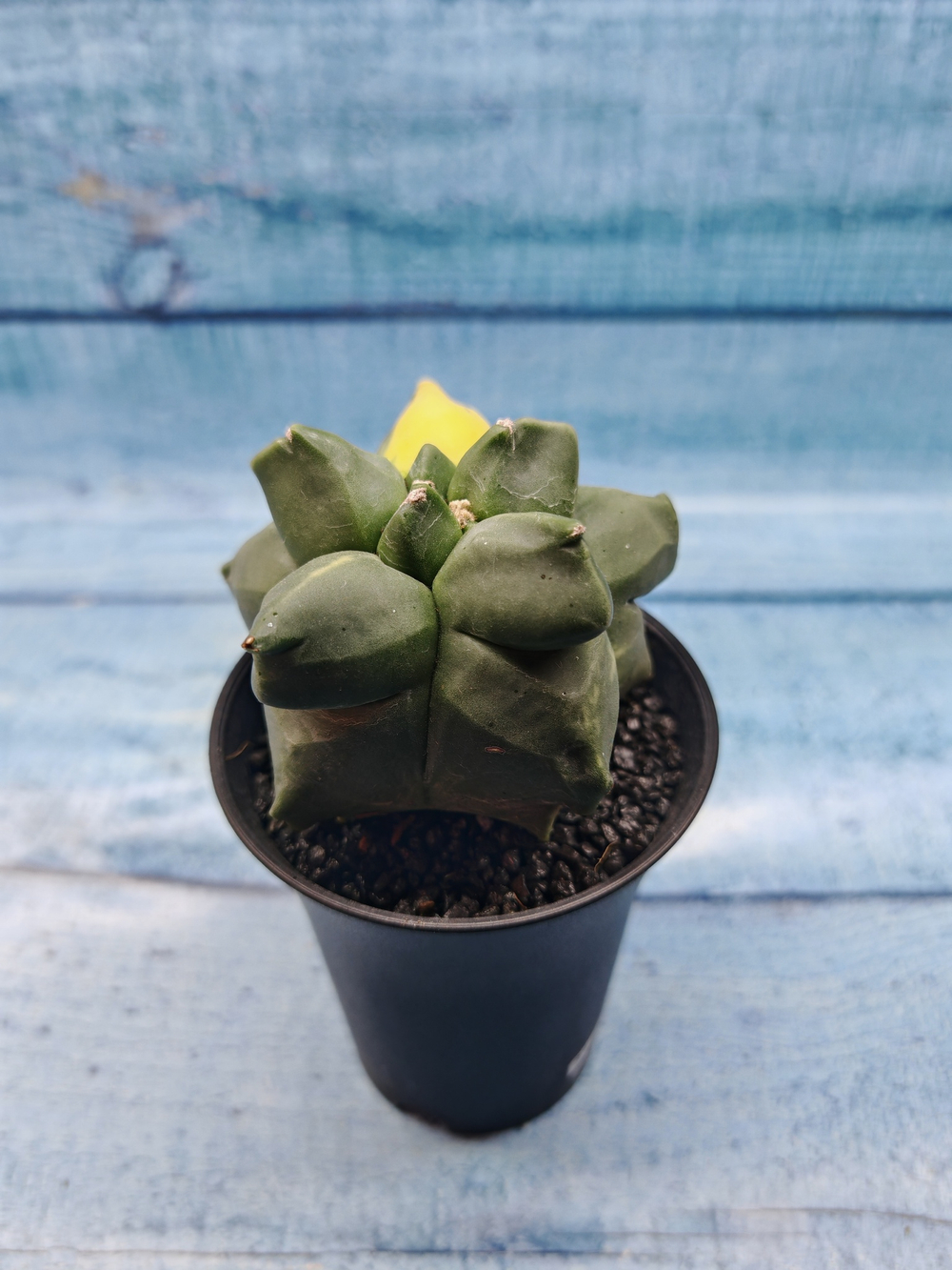Astrophytum Myriostigma variagate (Астрофитум вариегатный)