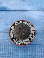 Суккулент Euphorbia Obesa (Эуфорбия)