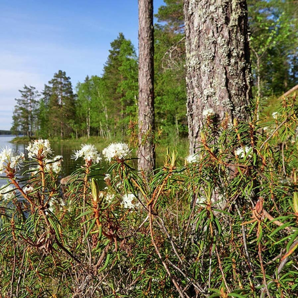 Багульник болотный (трава)500 г