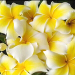 Плюмерия SUPHAN YELLOW