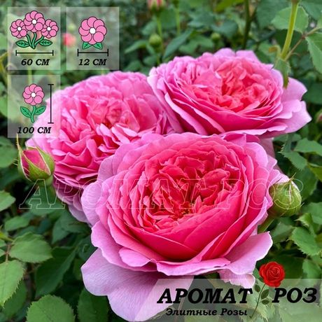 Принцесса Александра Оф Кент (Princess Alexandra Of Kent)