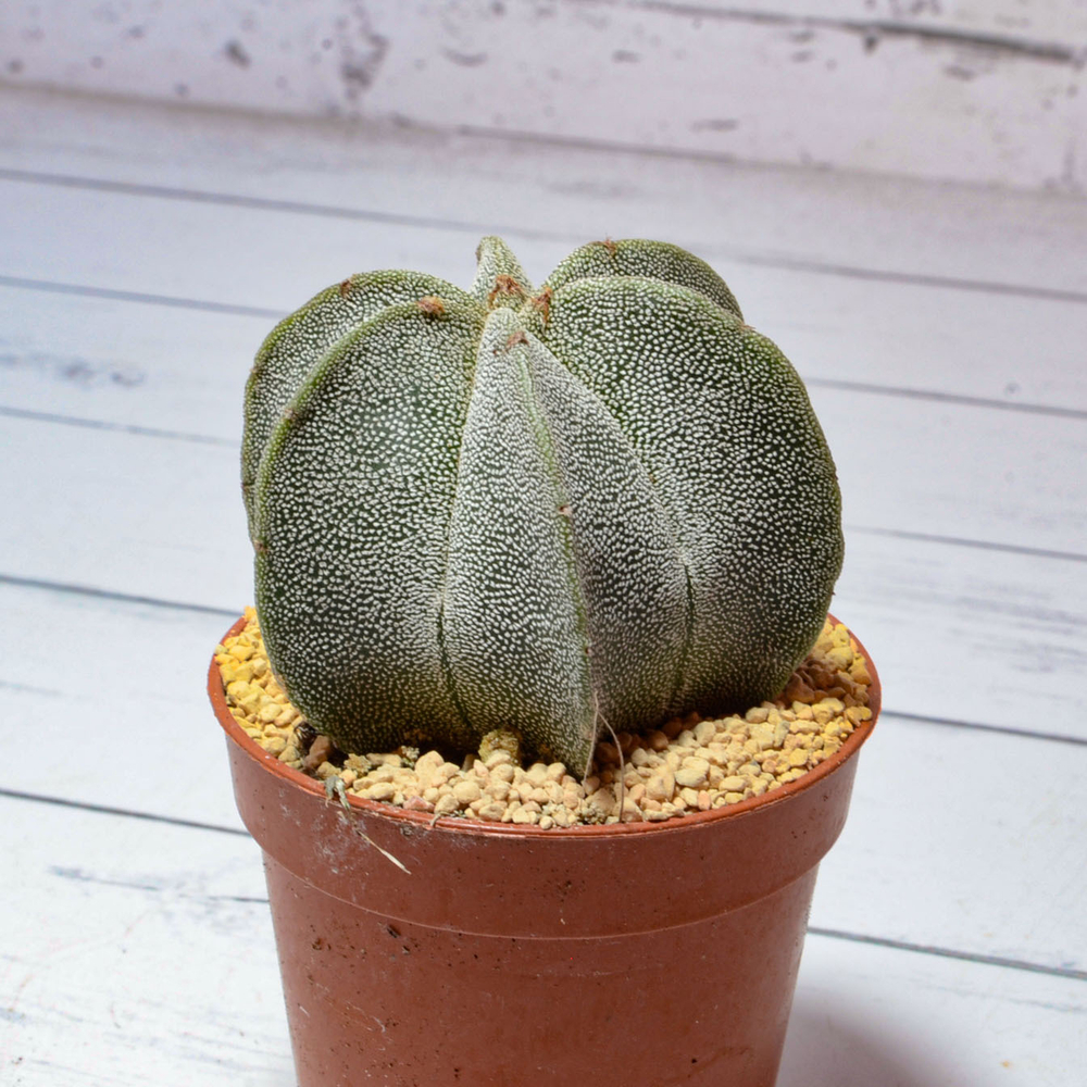 Astrophytum Myriostigma 6 ребер (Астрофитум)