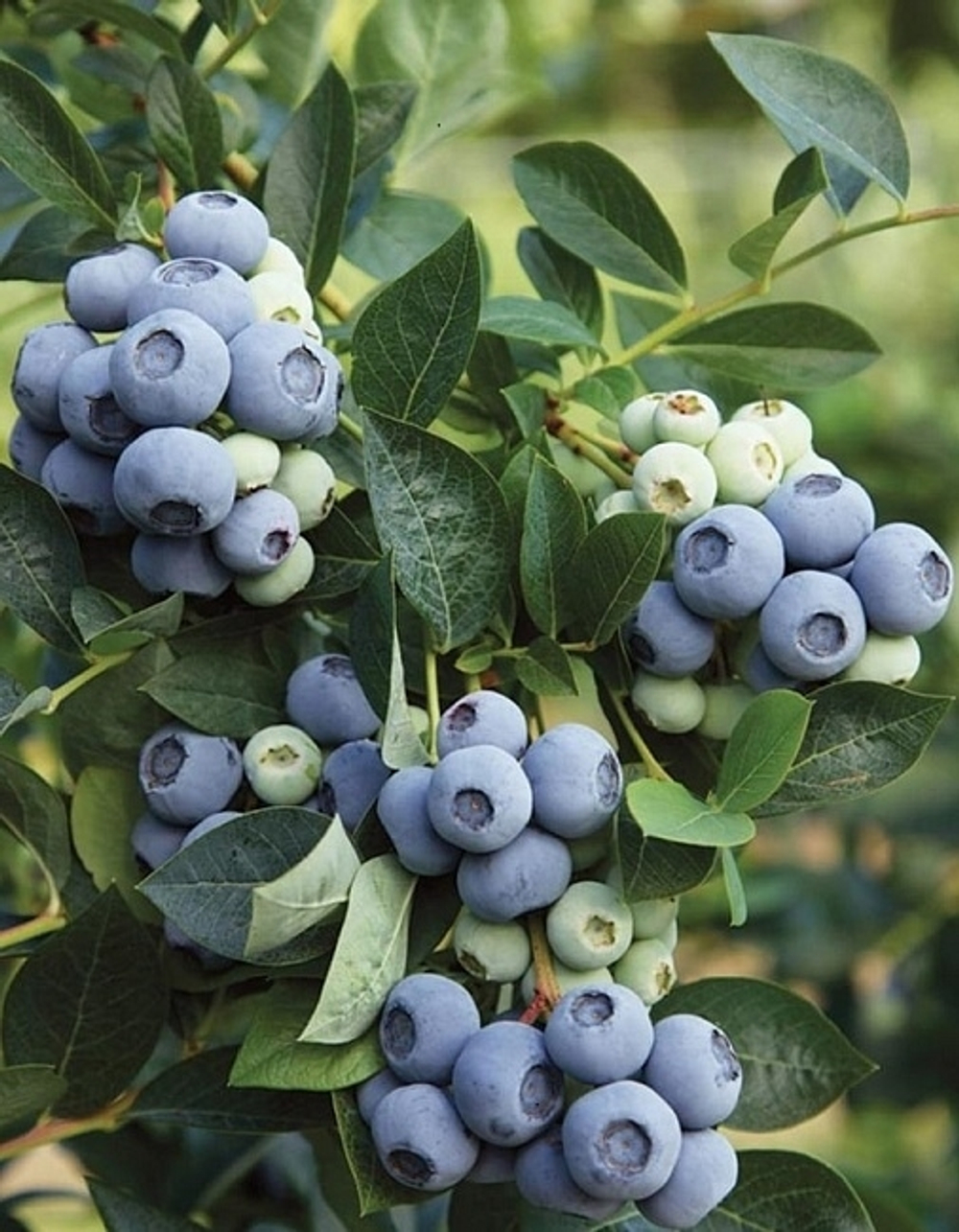 Голубика Сорт Дюк