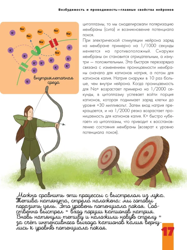 Мозг и нервная система