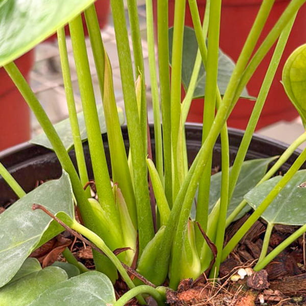 Антуриум Андре MINI PINK