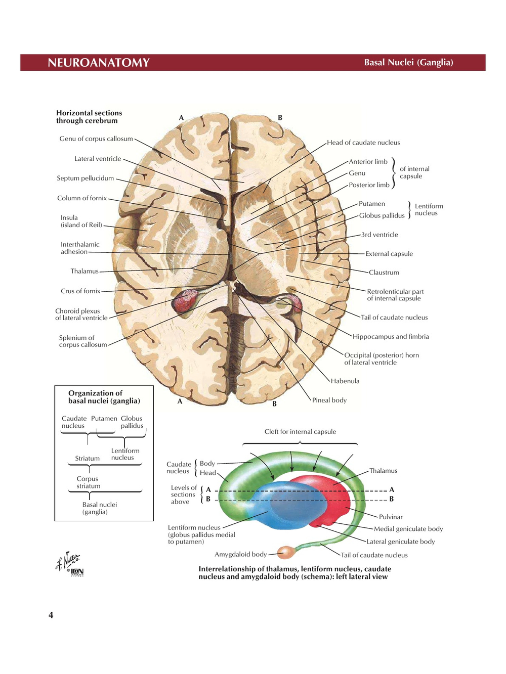 Atlas of Neuroanatomy and Neurophysiology | John T. Hansen