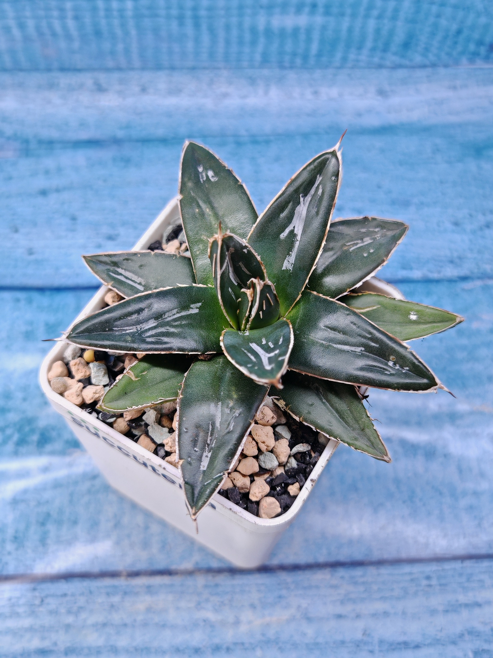 Agave Victoriae-reginae (Агава)