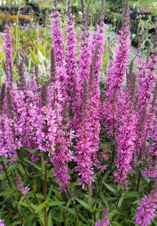 Дербенник иволистный Рози Джем С2 Закупка М39 июнь 2026