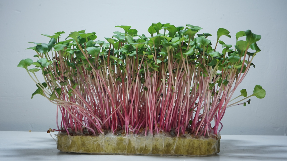 Редис Red Coral от Harvest