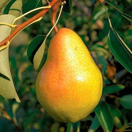 Груша Велеса осенняя