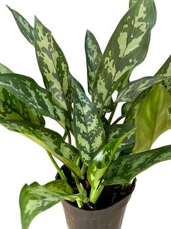 Диффенбахия Black beauty д.11