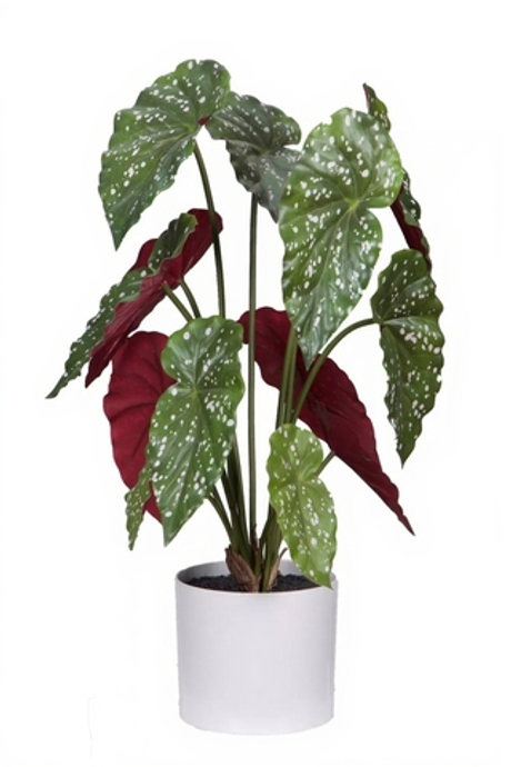 Бегония Макулата куст из 13 листьев в кашпо