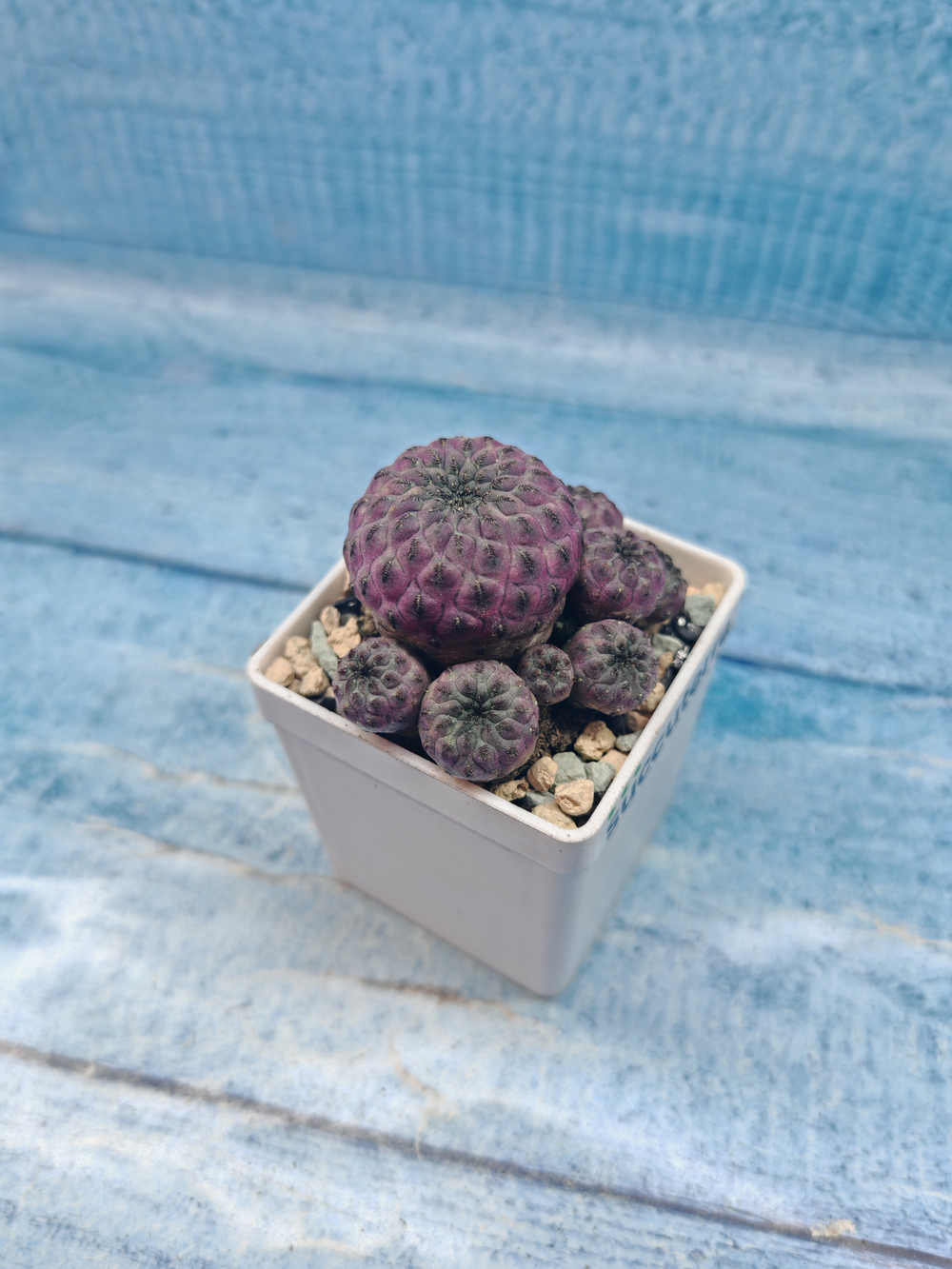 Sulcorebutia rauschii (Сулькоребуция)