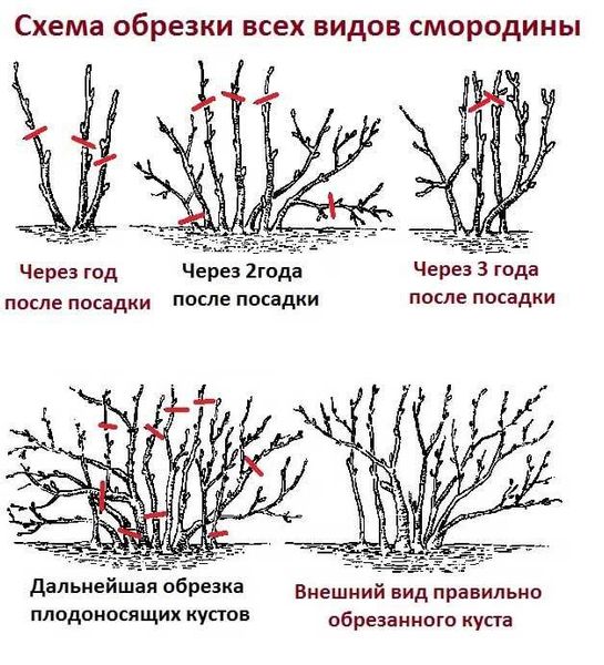 Обрезка черной смородины: секреты дачников для щедрого урожая