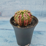 Gymnocalycium T-Rex Pink hybride (Гимнокалициум T-rex)
