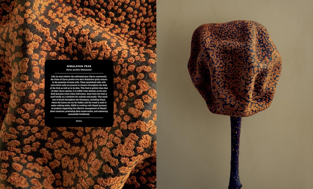 The Hidden Beauty of Seeds & Fruits: The Botanical Photography of Levon Biss