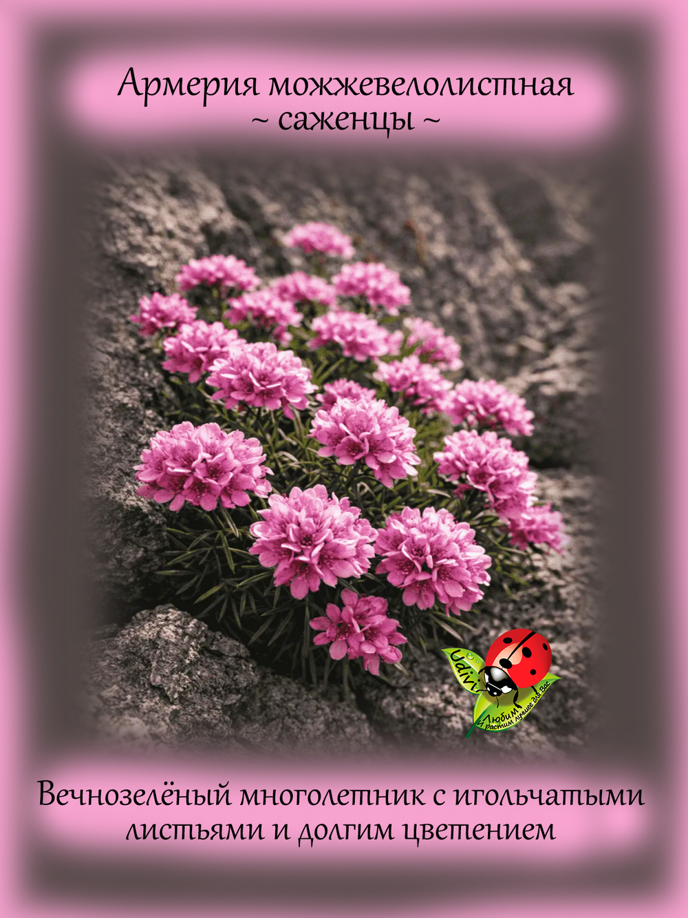 Армерия Можжевелолистная вечнозеленая