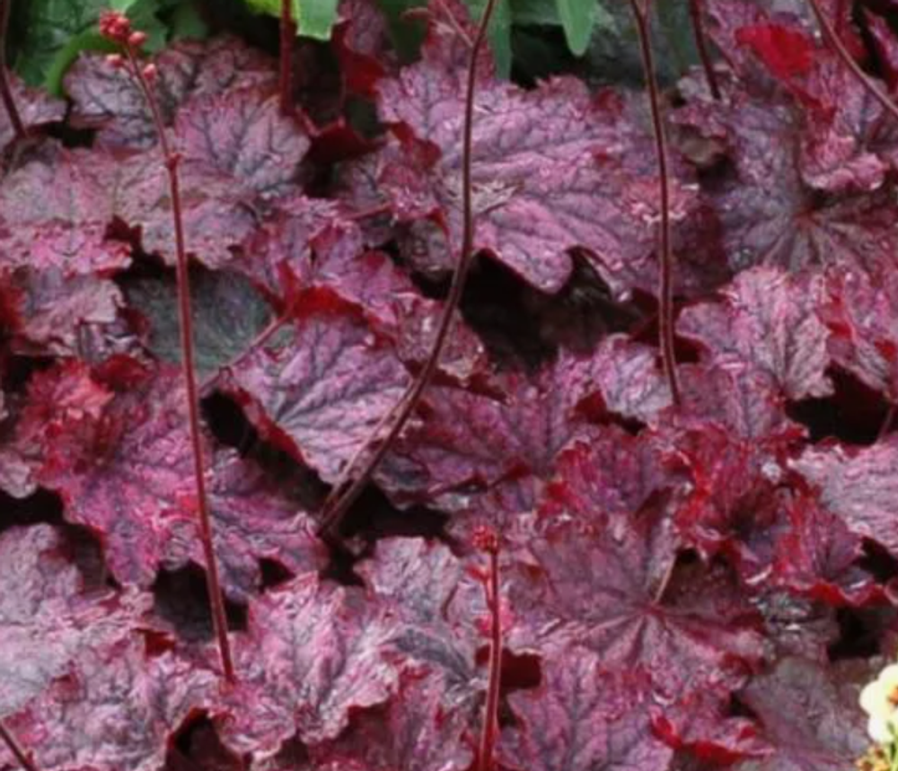 Гейхера Миднайт Байю рассада ОКС меристема