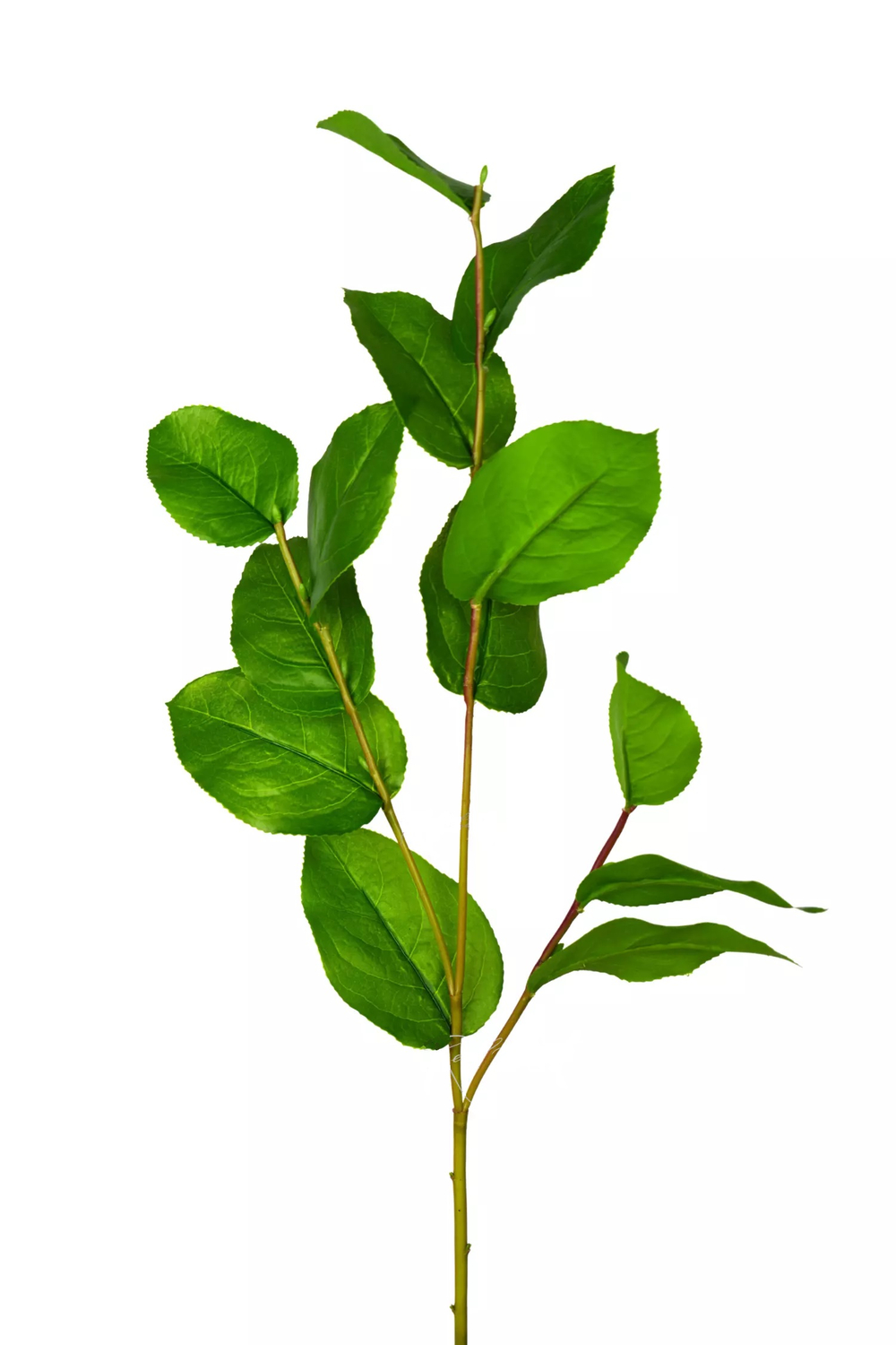 Ветка Салала