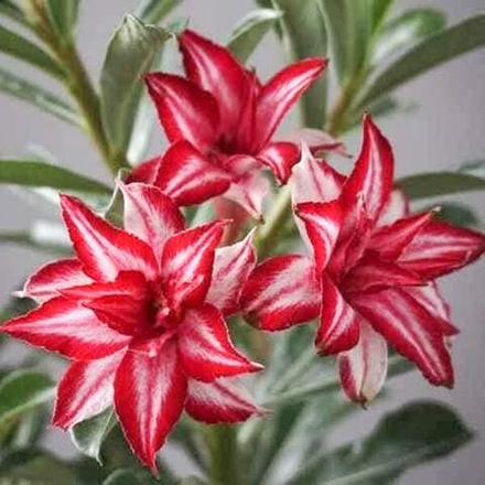 Адениум HANG HONG