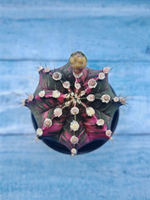 Gymnocalycium Variegata (Гимнокалициум Вариегатный)