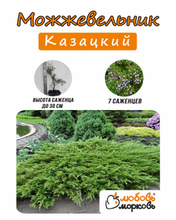 Можжевельник, Казацкий 7шт