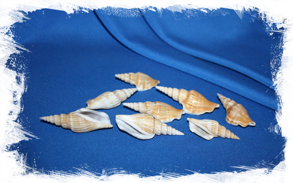 Doxander vittatus, Strombus vittatus