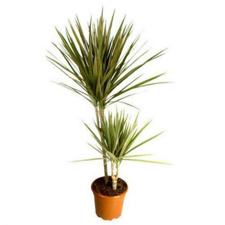 Драцена окаймленная (Маргината-Маджента) черная