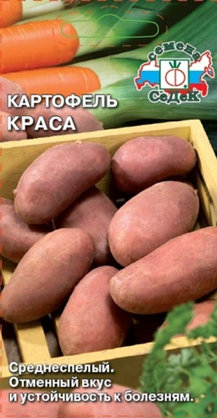 картофель Краса