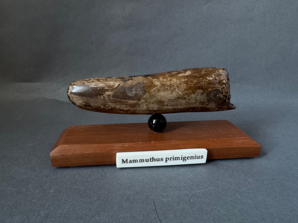 Mammuthus primigenius