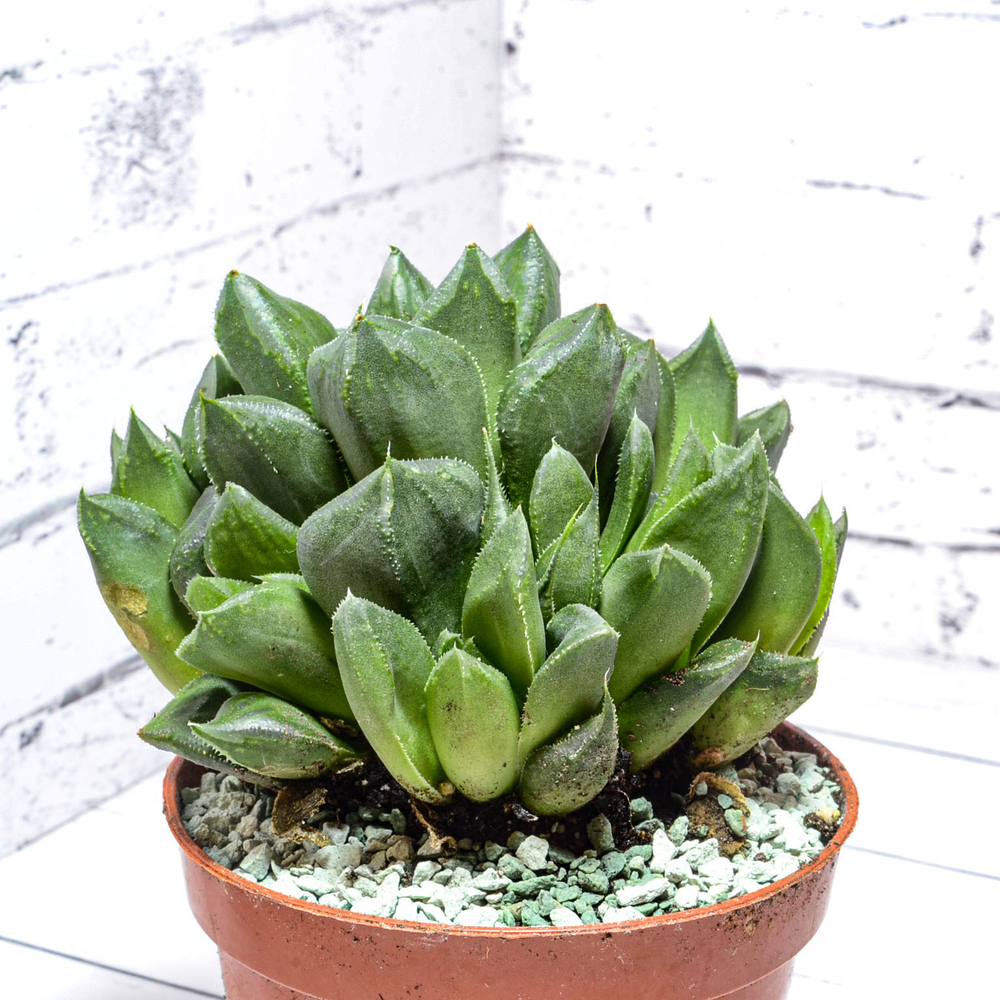 Haworthia Cuspidata hybrid (Хавортия)
