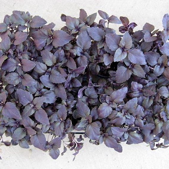 РОЗИ семена базилика Enza Zaden цена