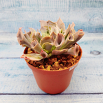 Echeveria Trumpet Pinky (Эхеверия)