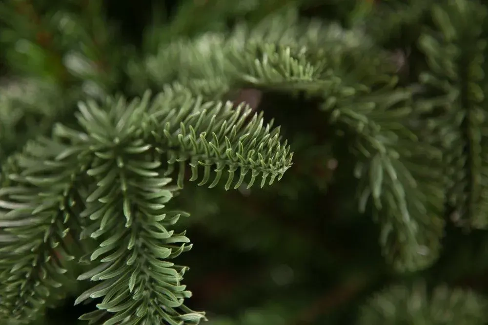 Елка Нормандия стройная 305 cм., интерьерная, литая хвоя+пвх, Triumph Tree (73012)