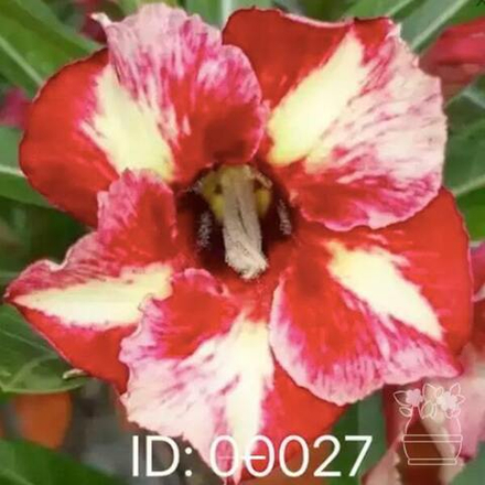 Адениум обесум 027 Lưỡng Nghi