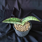 Сансевиерия TIGER BLUE VAR