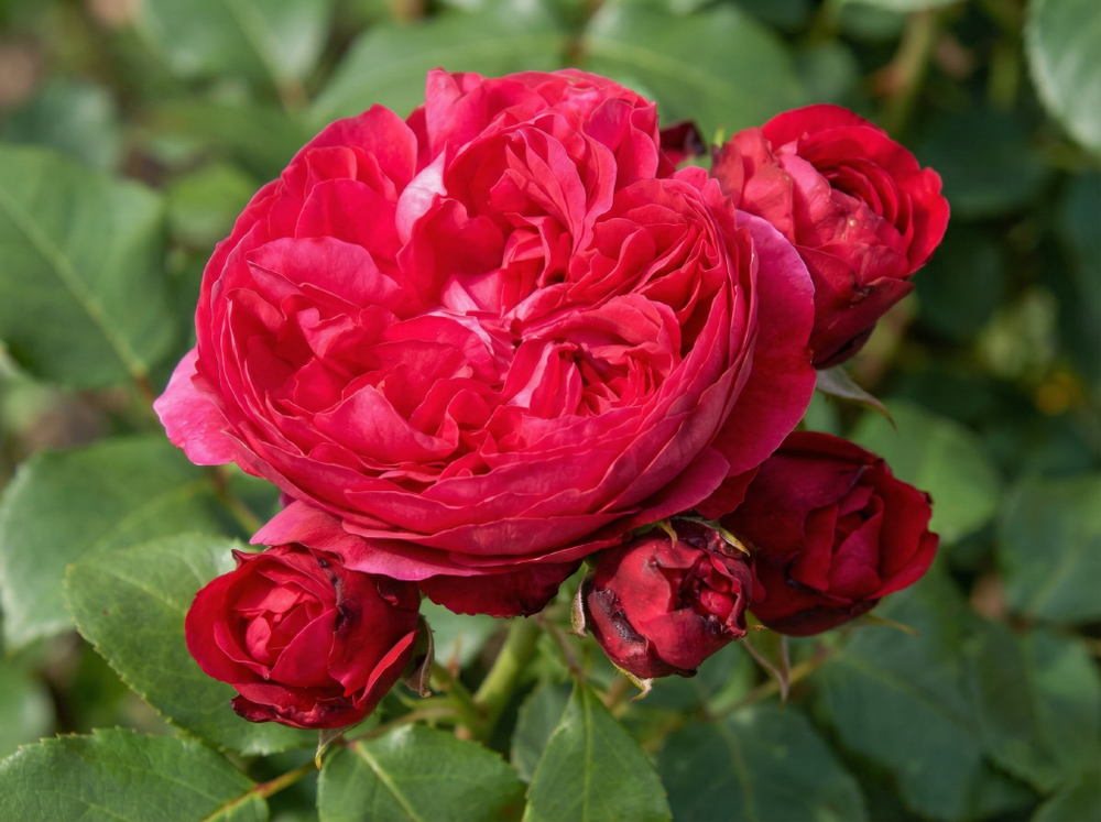 Роза «Ред Леонардо да Винчи» (Red Leonardo da Vinci) флорибунда