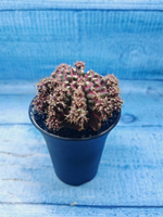 Gymnocalycium T-Rex Pink hybrid (Гимнокалициум)