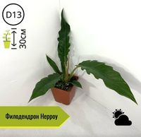 Филодендроны