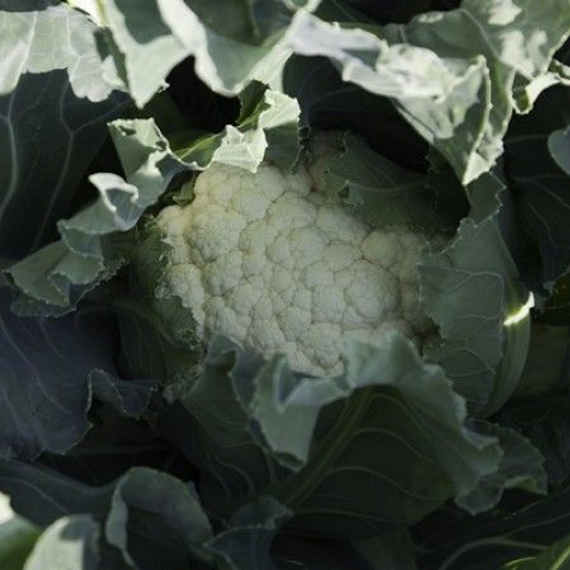 КАСПЕР РЗ F1 семена капусты цветной Rijk Zwaan отзывы – фото 2