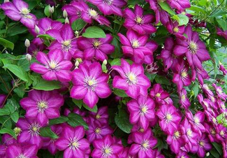 Клематисы. 3 группа обрезки (март 2026)