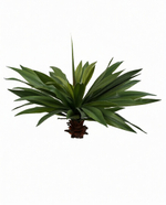 Агава десметиана 70см без кашпо, 57 листьев