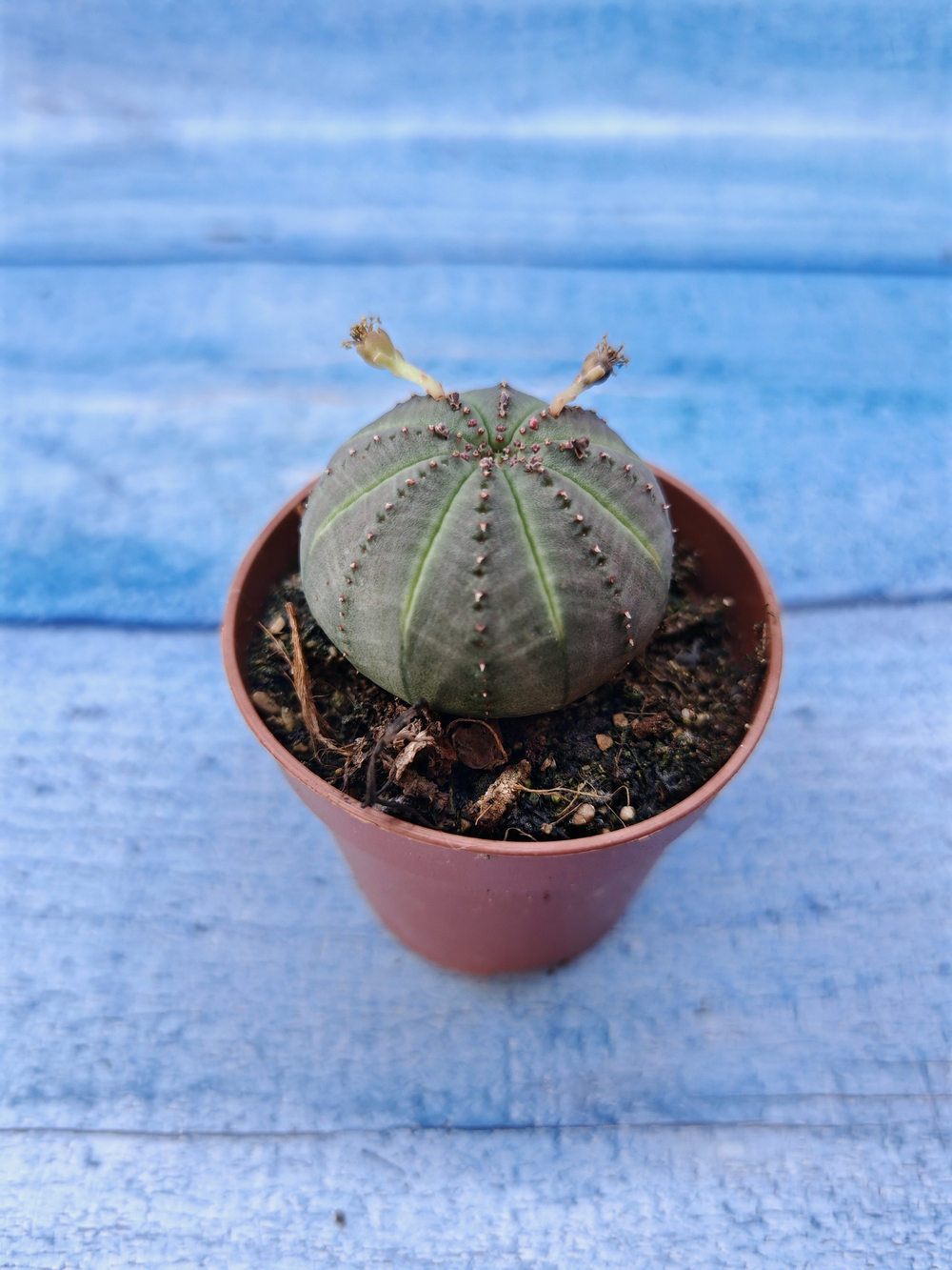 Euphorbia Obesa (Эуфорбия)