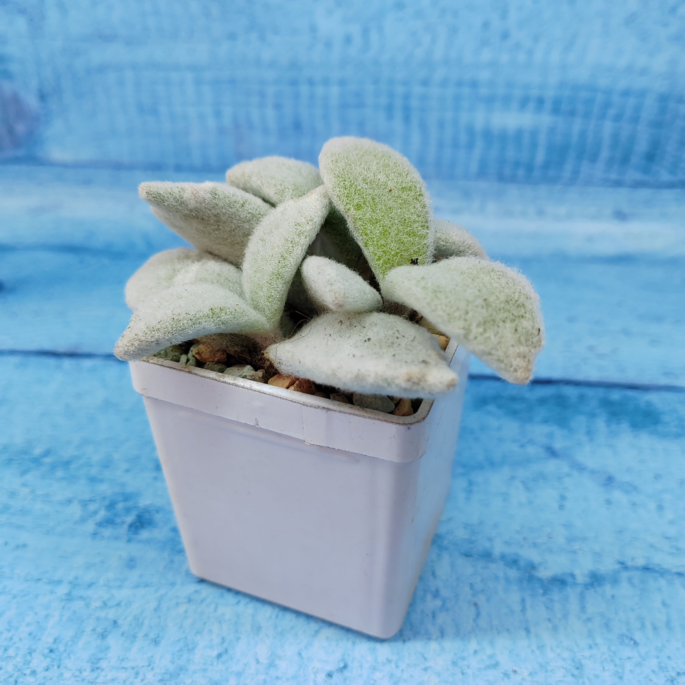 Kalanchoe Eriophylla (Каланхоэ)