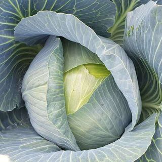 Капуста белокочанная Ларсия F1 2500 (семян)