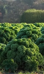 Семена Капуста кудрявая (кале) Грин Витамин (УД) Е/П