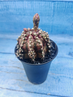 Gymnocalycium T-Rex Pink hybrid (Гимнокалициум)