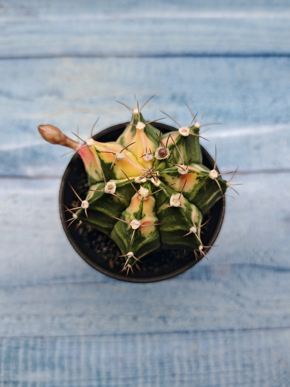Gymnocalycium Variegata (Гимнокалициум Вариегатный)