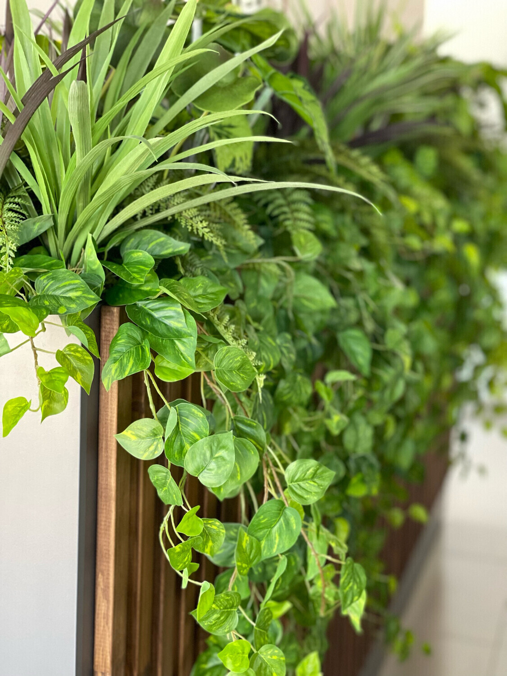 Эпипремнум гирлянда 180 см.